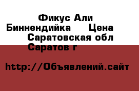 Фикус Али (Биннендийка)  › Цена ­ 350 - Саратовская обл., Саратов г.  »    